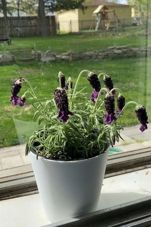 Potted lavender plant with purple blooms, placed on a windowsill, with a backyard view in the background.