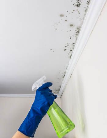 Person cleaning mold from ceiling with spray bottle and glove.