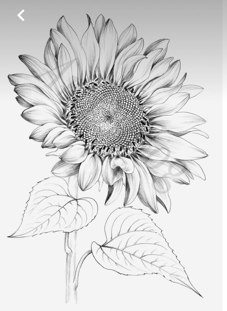 Detailed black and white sunflower sketch with leaves and intricate petal design.