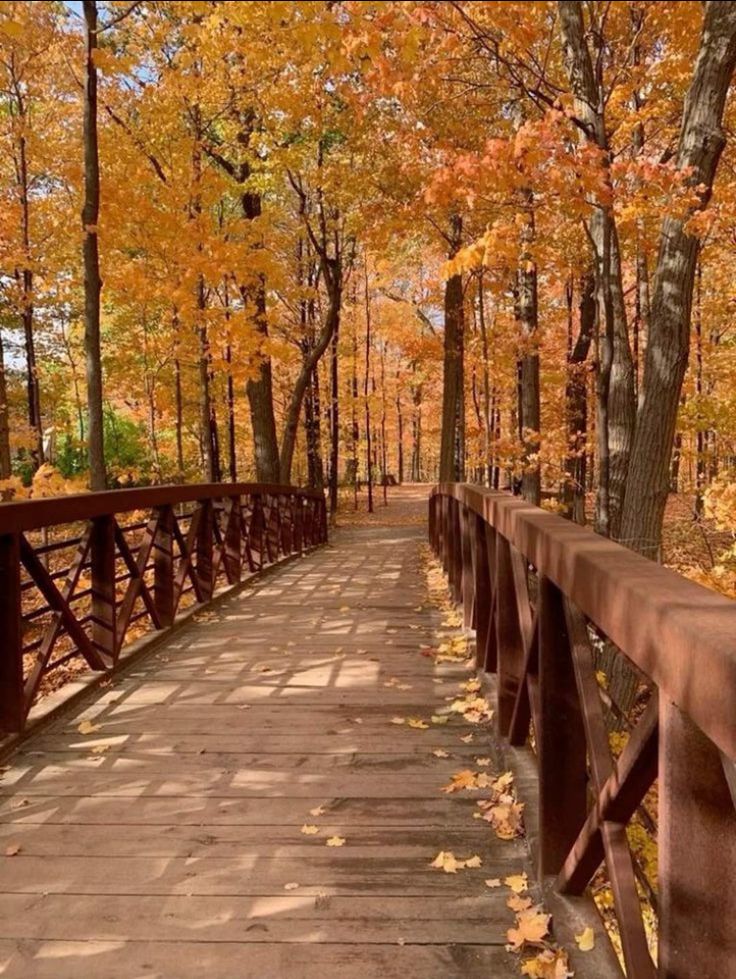 Wooden bridge through vibrant autumn forest with fallen leaves, showcasing beautiful orange and yellow foliage.