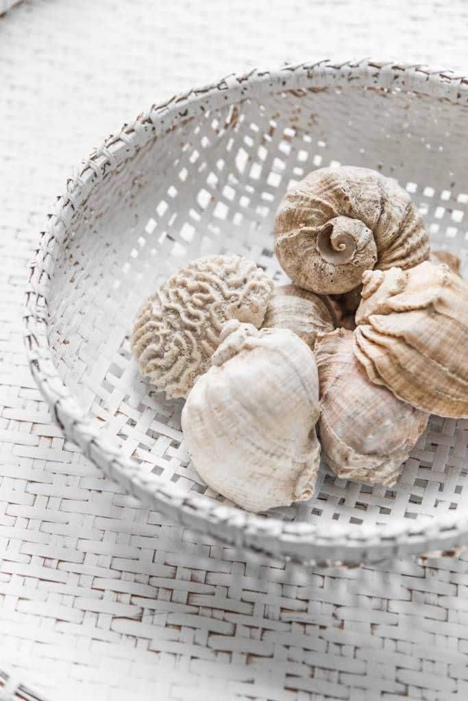 Basket of assorted seashells on a textured surface, showcasing natural patterns and oceanic beauty.