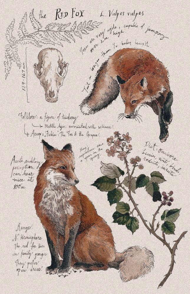 Illustrated red fox with notes, skull, and floral elements, highlighting its characteristics and habitat.