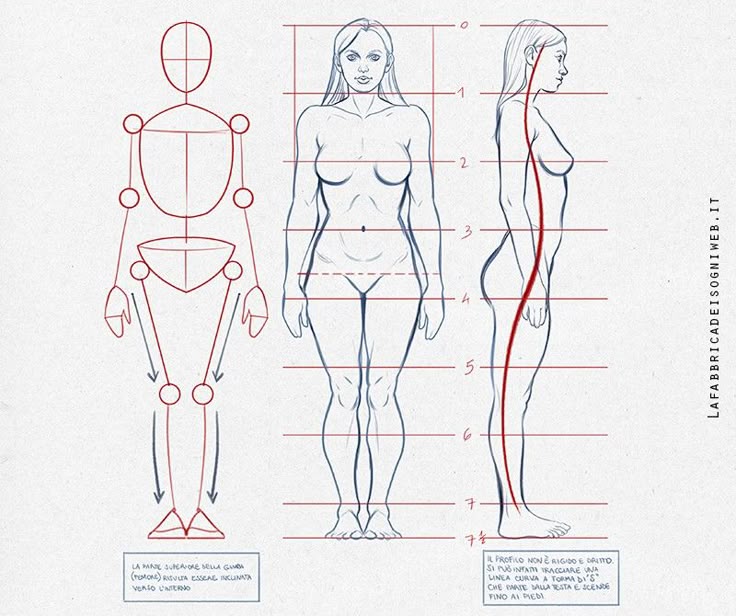 Human figure drawing tutorial with front and side views, showing proportions and guidelines for artists.