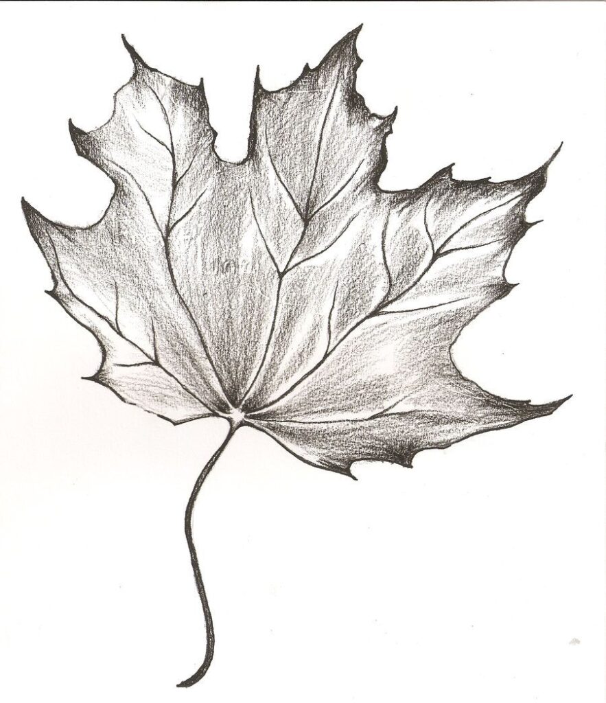 Pencil drawing of a detailed, realistic maple leaf with pronounced veins and uneven edges on a white background.