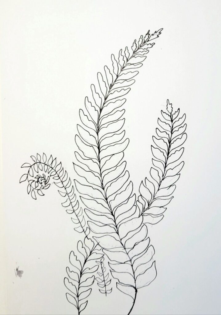 Line drawing of fern leaves with intricate details on a white background. Minimalist botanical art.