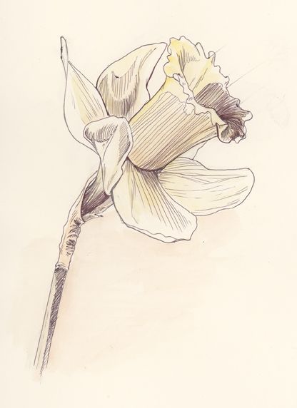 Illustrated daffodil flower sketch with detailed petals and stem on a light background.