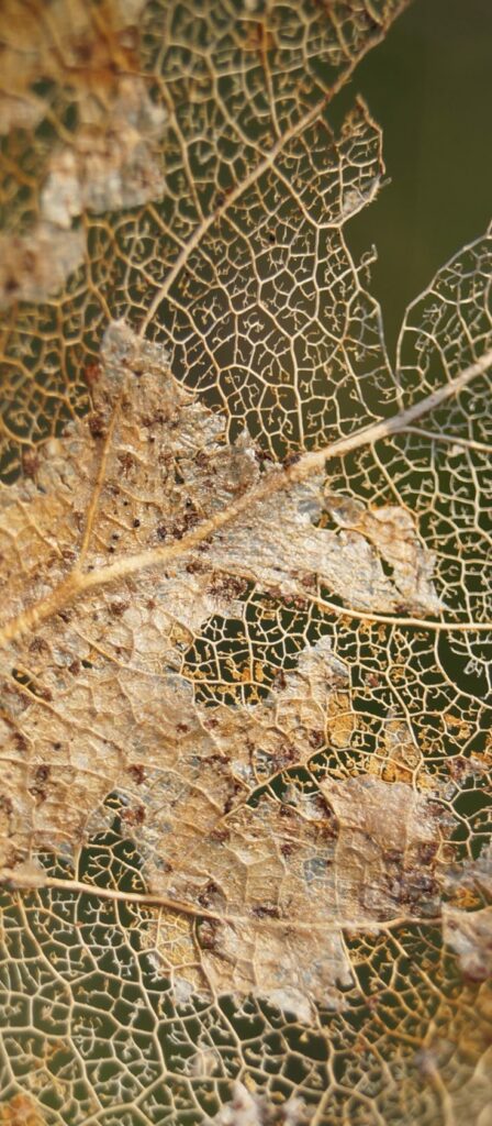 Close-up of a delicate, intricate skeleton leaf with brown and beige textures against a green background.