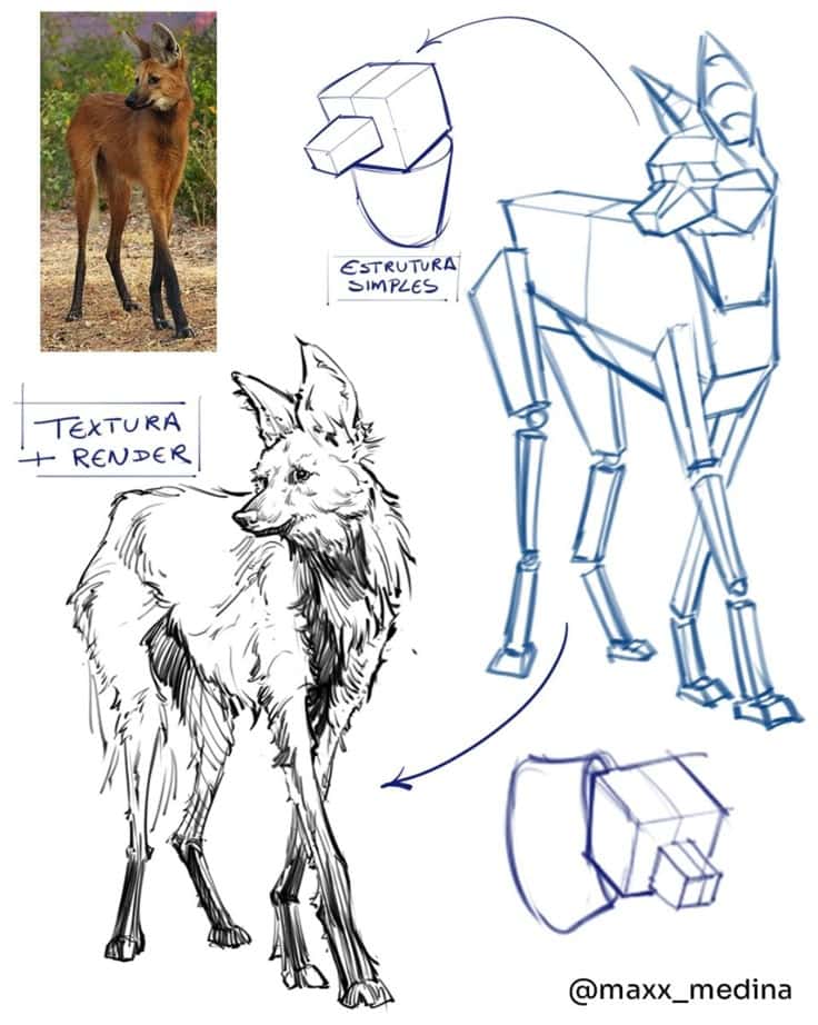 Illustrated guide for drawing a maned wolf, featuring sketches and a reference photo.