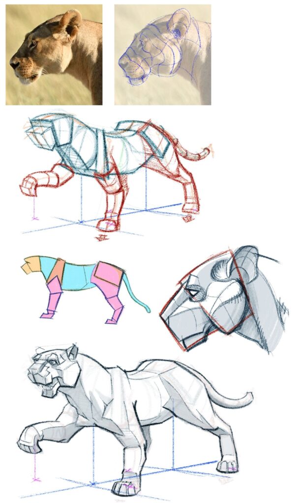 Lioness drawing tutorial with geometric shapes and step-by-step sketches for artists.