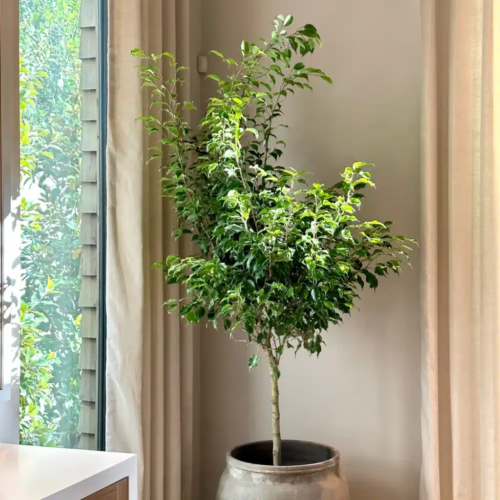 Indoor potted plant near a window with soft natural light, enhancing home decor and air quality.