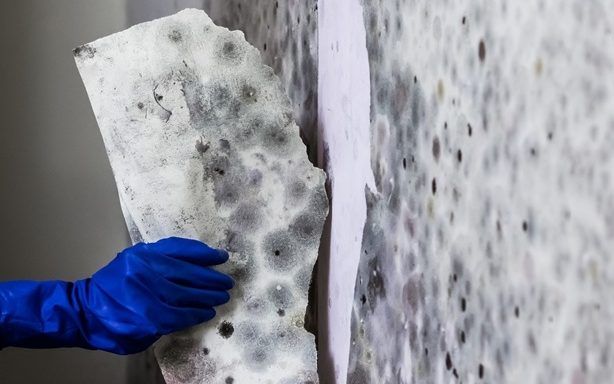 Person removing moldy wall panel with gloved hand, revealing underlying mold infestation on drywall.