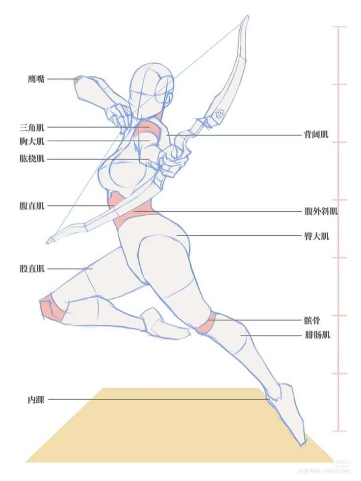 Dynamic sketch of an archer figure in motion with muscle groups labeled in Chinese, illustrating human anatomy for artists.