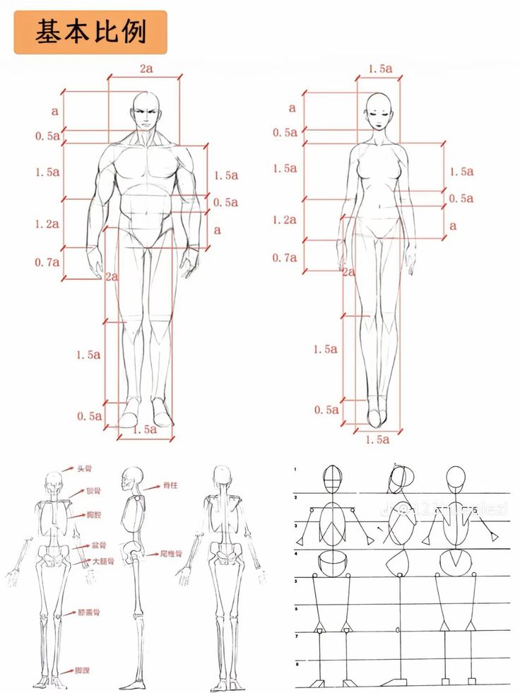 Detailed sketches of male and female body proportions with measurements for artistic reference and anatomy study.