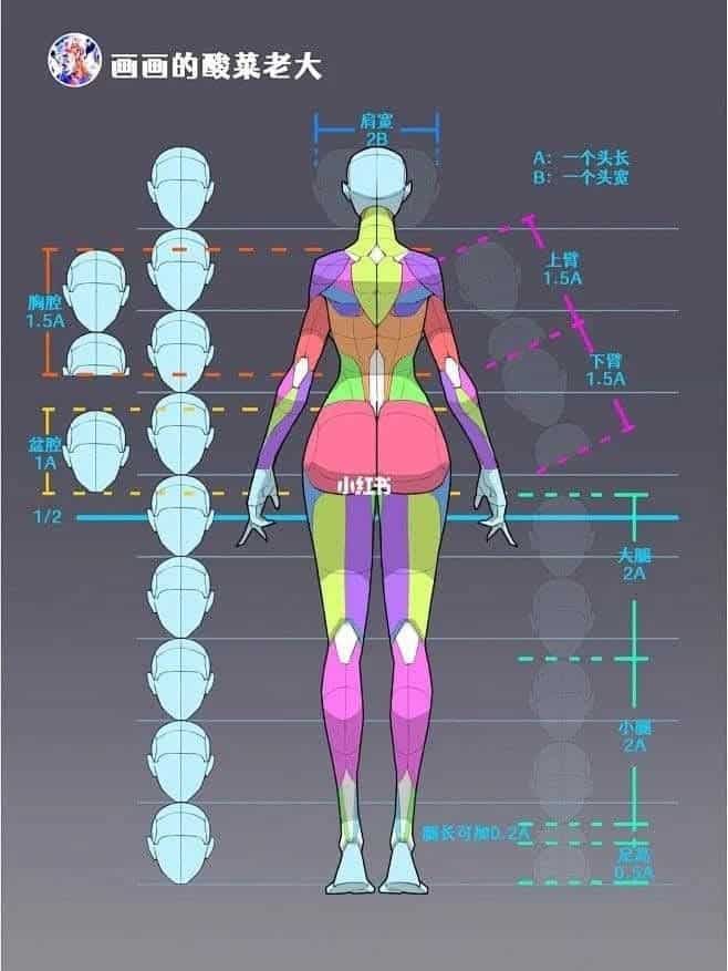 Human anatomical proportions chart with colored segments and measurement labels for art reference, back view.