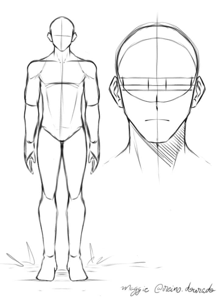 Anime-style male anatomy sketch with front view and detailed head proportions.