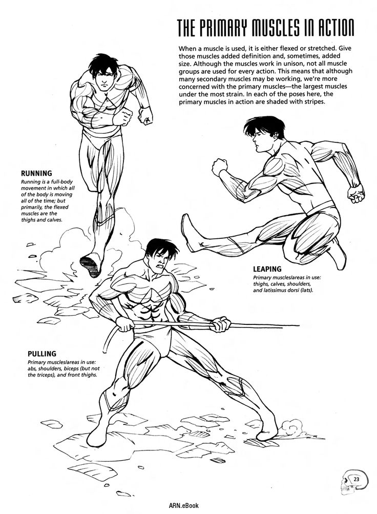 Illustrated guide showing muscles in action during running, leaping, and pulling exercises.