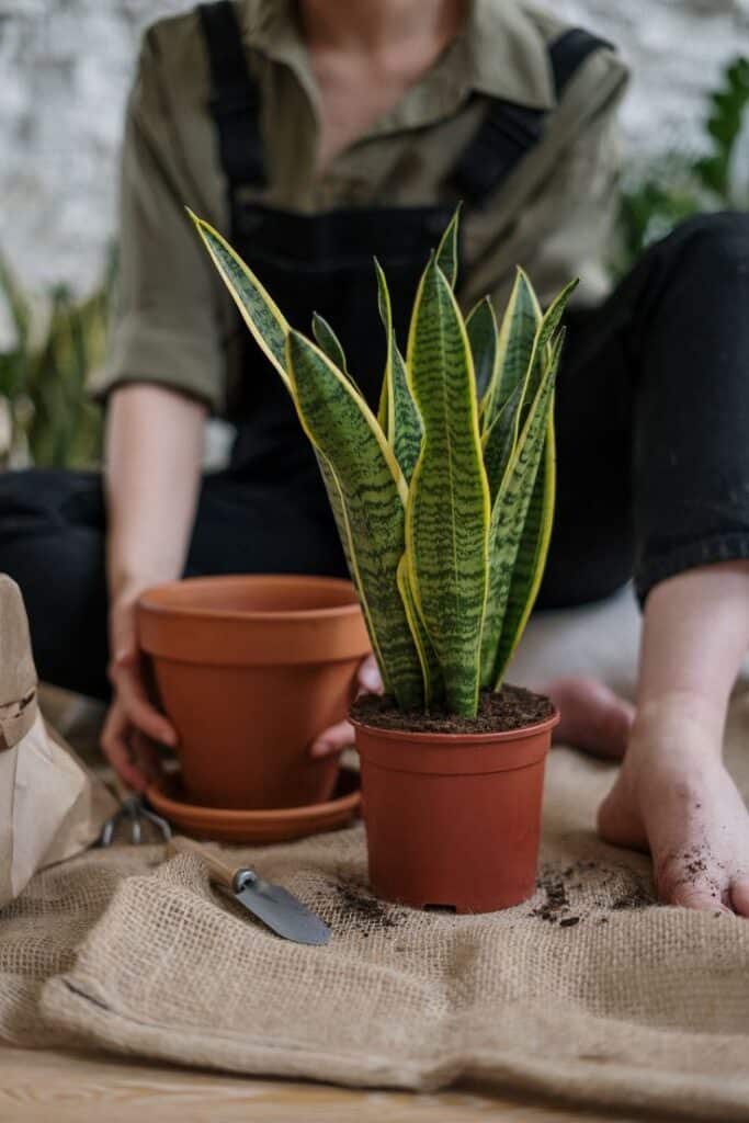 Person potting a snake plant (Sansevieria) on a jute mat, focusing on gardening.