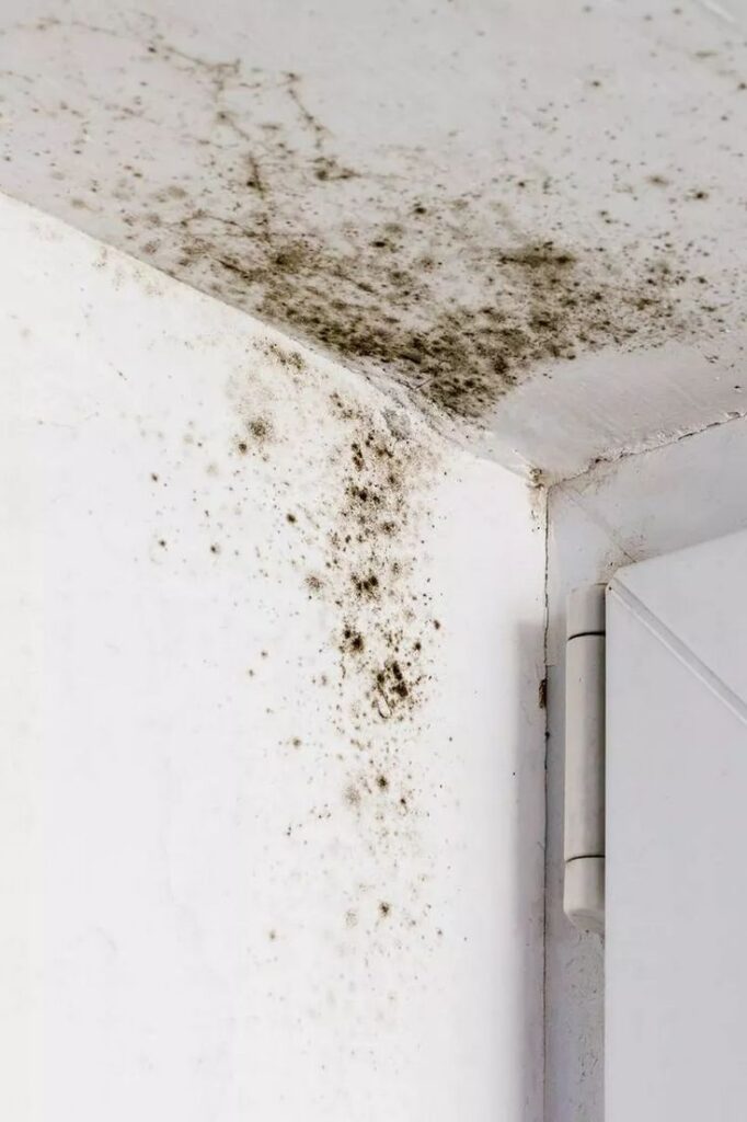 Black mold on white ceiling corner near door hinge, showcasing moisture damage and health hazards.