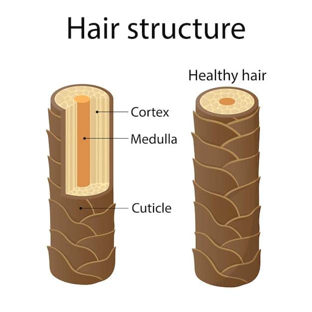 Hair structure layer cartoon style illustration _ Premium Vector | Sky Rye Design