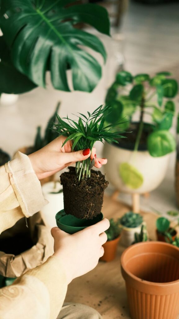 Person potting a small plant indoors with large green leaves in the background.