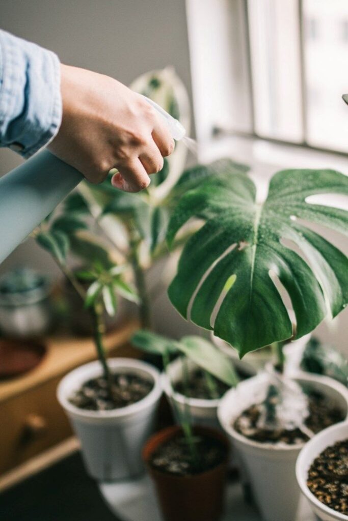 Hand spraying water on a large green monstera plant in indoor garden setting for healthy growth.