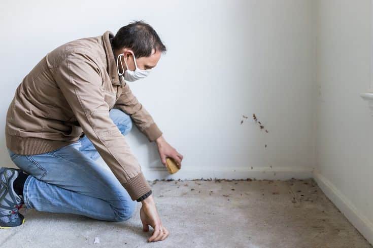 Young man in mask sitting crouching by room wall carpet floor flooring white painted walls during remodeling renovation cleaning inspection of dirty mold dust trash Man cleaning moldy carpet in a room, wearing a mask for protection. | Sky Rye Design Man cleaning moldy carpet in a room, wearing a mask for protection.