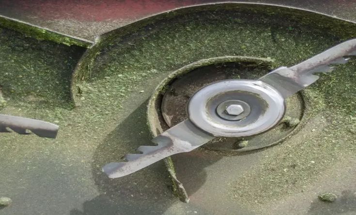 Close-up of a lawnmower blade with visible grass stains, showcasing its sharpness and circular design.