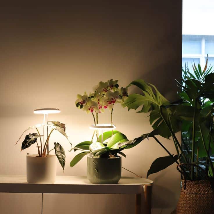 Indoor plants under LED grow lights on a modern table by a window, enhancing home decor.