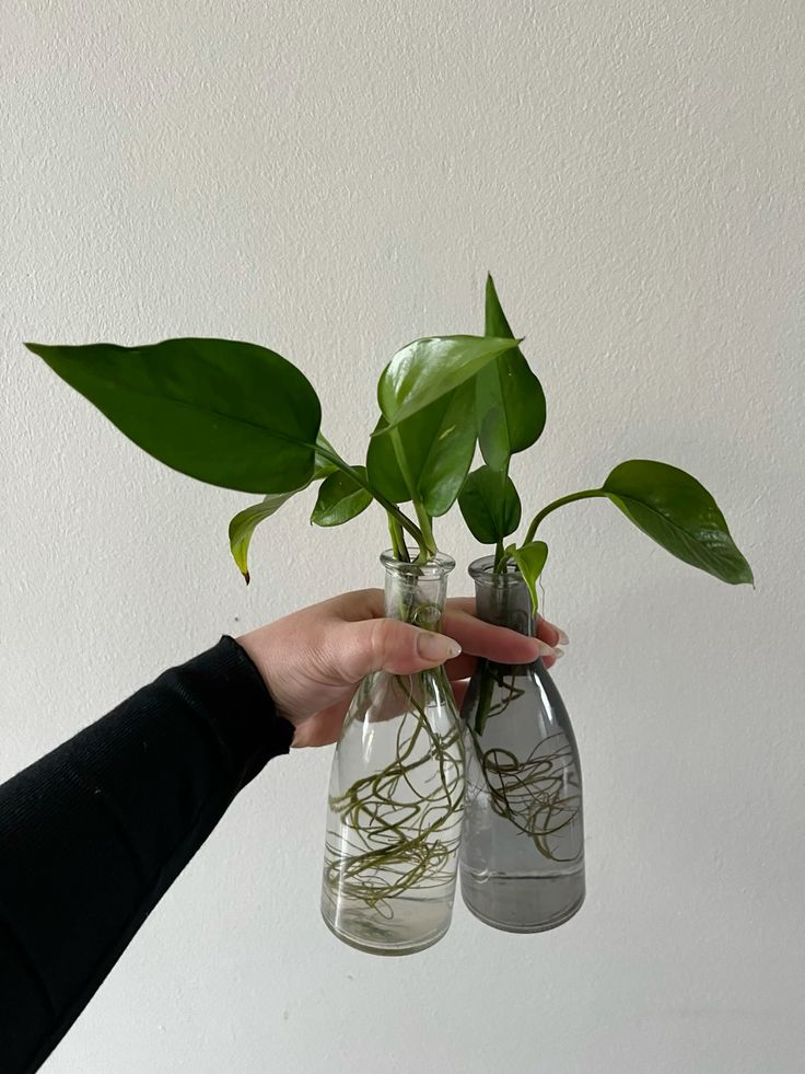 Hand holding glass vases with green plants in water against a neutral background. Simple, modern indoor plant decor.