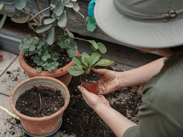 Gardener transplanting a small plant into a larger pot on a patio, surrounded by other potted plants.