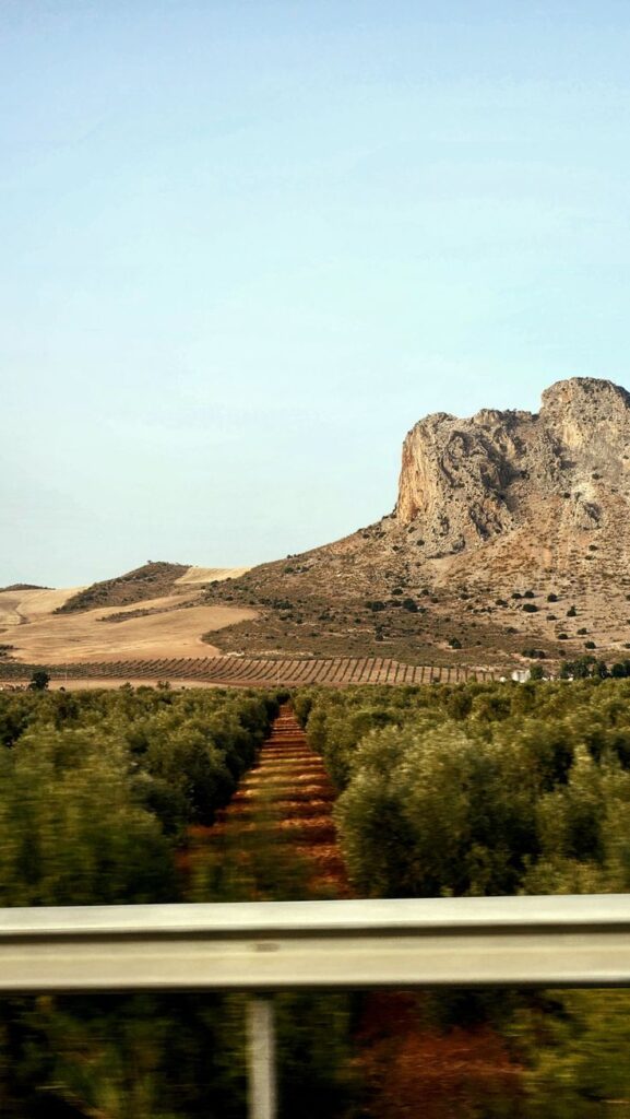 Spanish countryside Olive grove with a rocky hill in the background under a clear sky, viewed through roadside barrier. | Sky Rye Design Olive grove with a rocky hill in the background under a clear sky, viewed through roadside barrier.