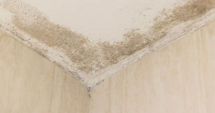 Mold growth on a ceiling corner, indicating possible water damage and poor ventilation in the interior space.