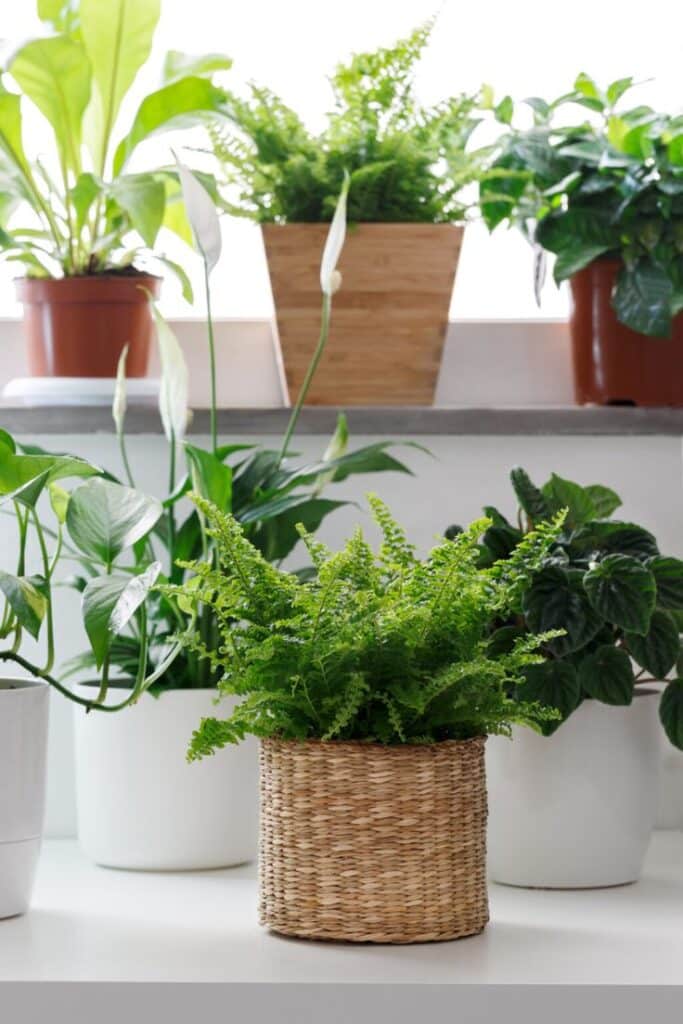 Indoor plants in woven and ceramic pots on a windowsill, enhancing home decor with greenery and natural elements.