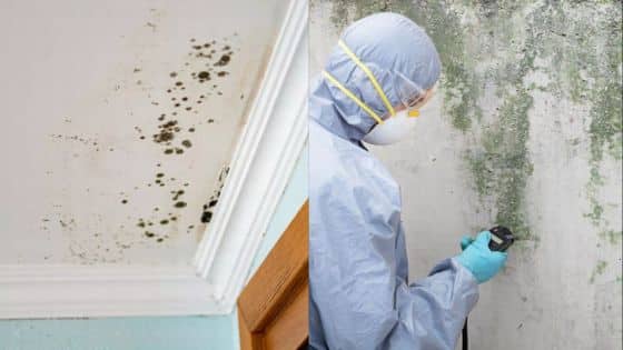 Viewing Deck Blog 1 Professional inspecting and removing mold on ceiling and wall, wearing protective gear. Home mold remediation process. | Sky Rye Design Professional inspecting and removing mold on ceiling and wall, wearing protective gear. Home mold remediation process.
