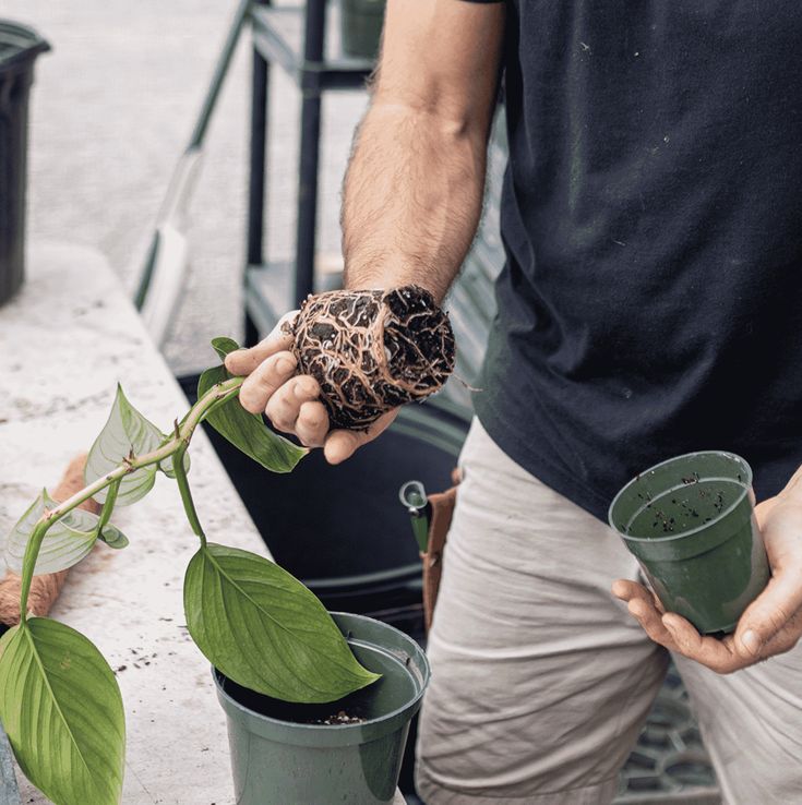 Person repotting a houseplant, showing exposed roots, with a new pot and soil, promoting indoor gardening.