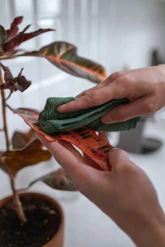 Cleaning a houseplant's leaf with a cloth to remove dust and enhance its health.