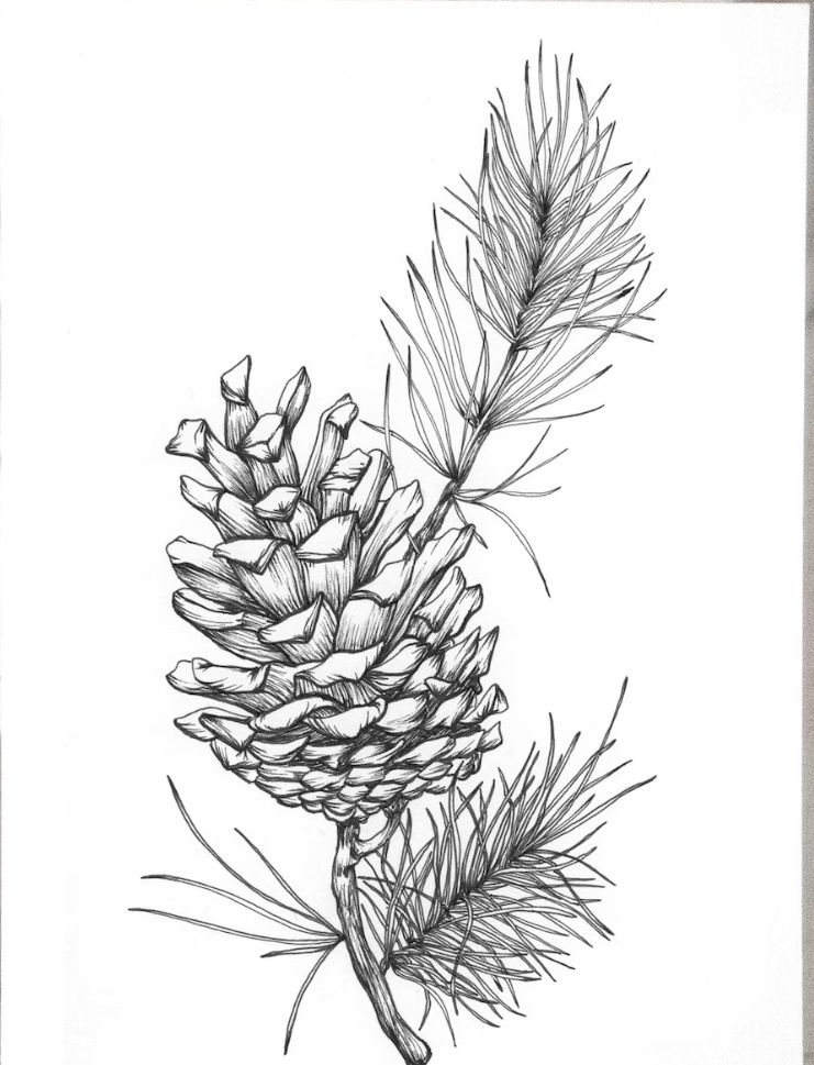 Illustration of a detailed pinecone with pine needles, showcasing intricate linework on a white background.
