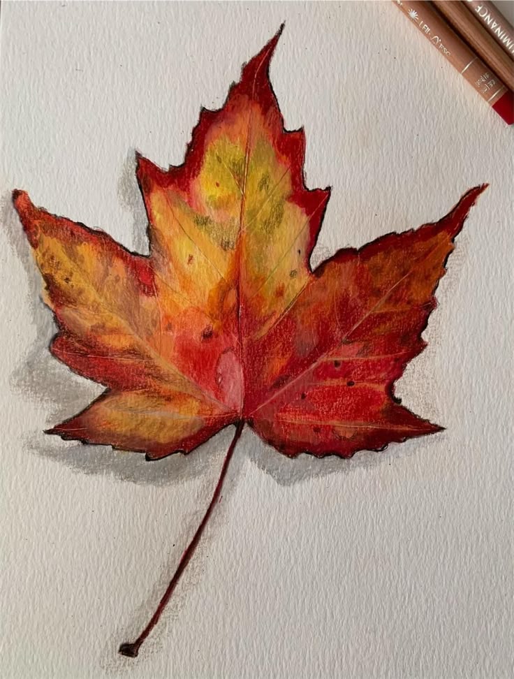 Realistic drawing of a colorful autumn maple leaf on white paper, with red and yellow pencils nearby.