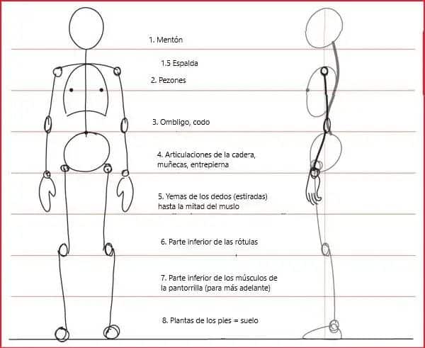 Diagram of human proportions in front and side view with labeled key body points in Spanish.