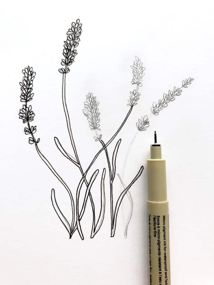 Pen sketch of lavender flowers with black and gray outlines on white paper, pen placed beside the drawing.