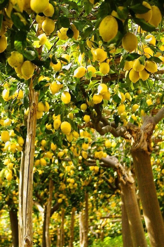 Lemon orchard with ripe yellow lemons hanging from green leafy branches under sunlight.