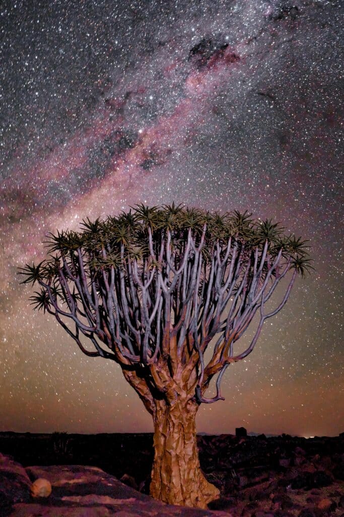 Quiver tree under a starry night sky with the Milky Way, creating a stunning natural landscape.