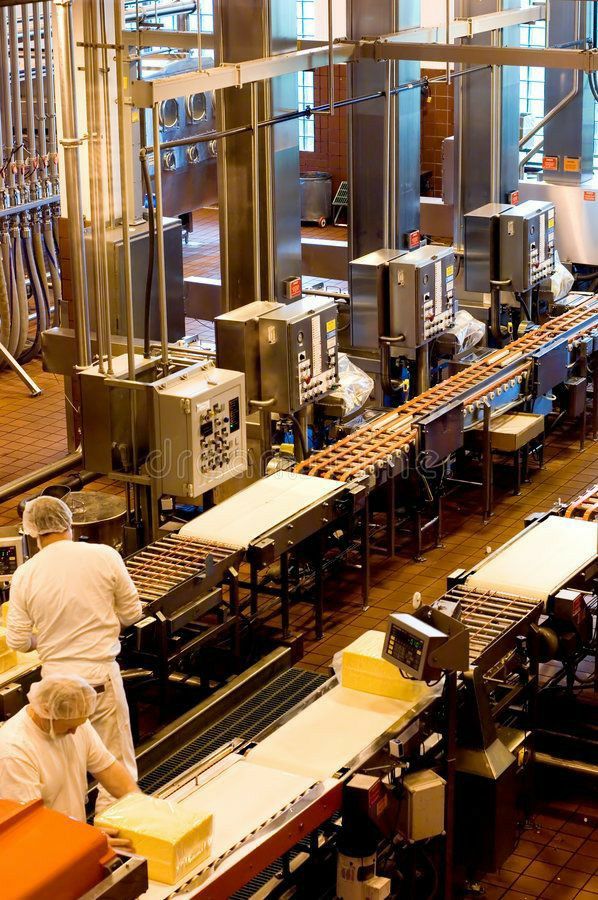 Cheese production line in a modern factory, showing workers and automated machinery in operation.
