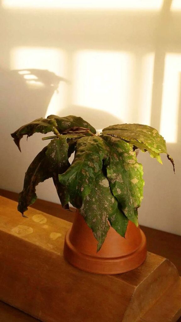 Potted plant with broad green leaves in sunlight, casting a shadow on the wall.