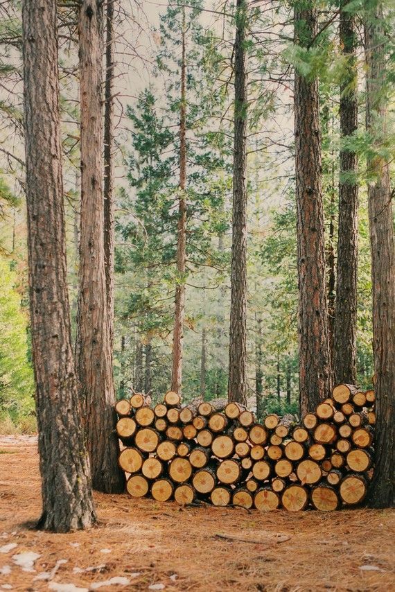 завантаження Stacked logs in a serene forest setting, surrounded by tall pine trees and soft sunlight filtering through. | Sky Rye Design Stacked logs in a serene forest setting, surrounded by tall pine trees and soft sunlight filtering through.