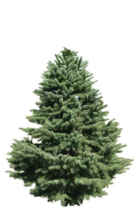 Lush green fir tree with dense branches isolated on white background.