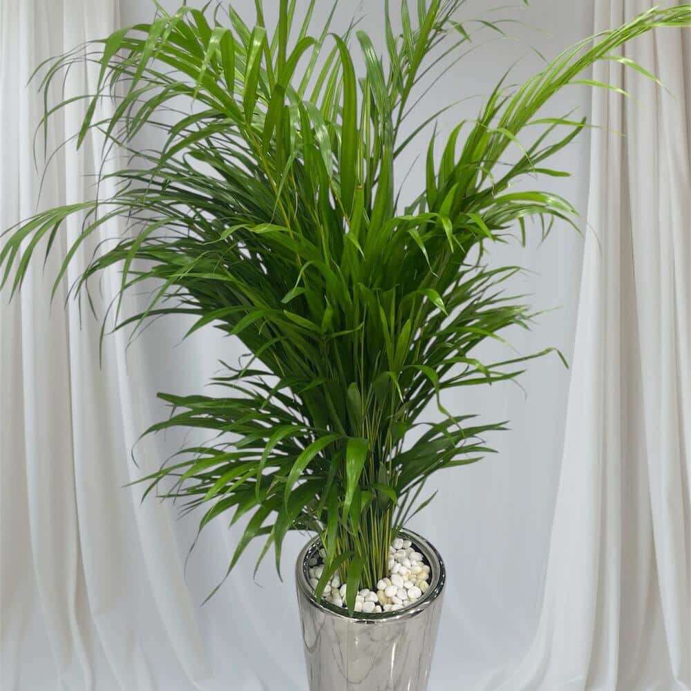 Tall green potted palm with white stones, draped in pristine curtains; perfect for elegant interior decor.