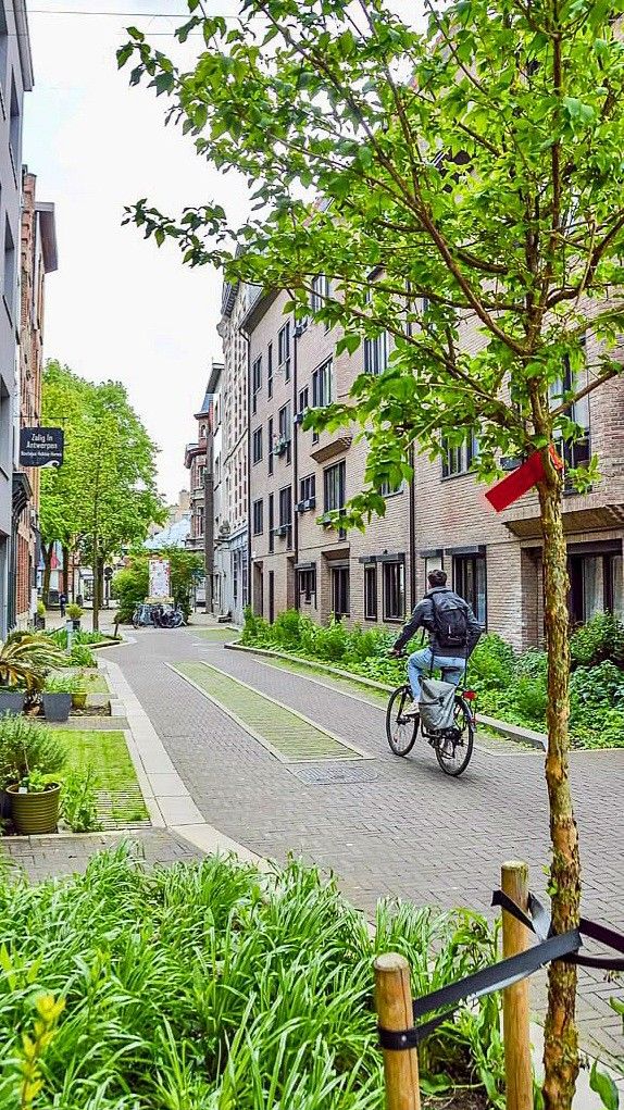 Cyclist on a scenic, tree-lined urban street, surrounded by green plants and modern buildings.