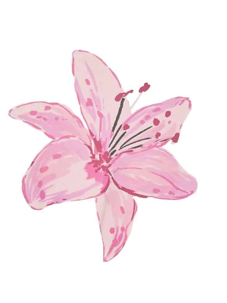 Illustrated pink lily flower with five petals, decorative floral art on white background.