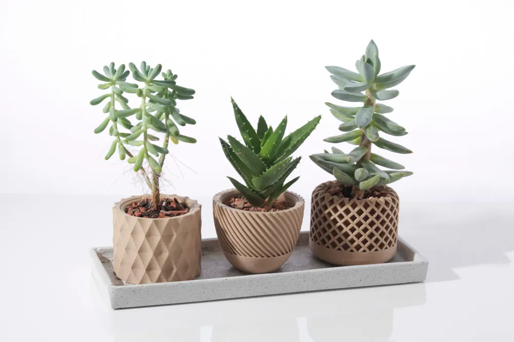 Three beautifully potted succulents on a tray, showcasing vibrant greenery and stylish pot designs.